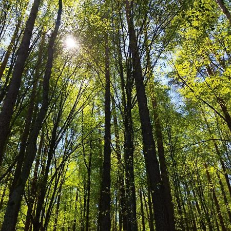 Przy Lesie Villa Bialowieza Ngoại thất bức ảnh